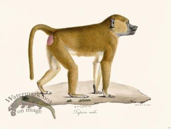 Cuvier 331 Male Tapion